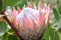 Colorful pink King Protea in the Botanical Garden in Cape Town in South Africa Ã¢â¬â the national flower of South Africa Royalty Free Stock Photo